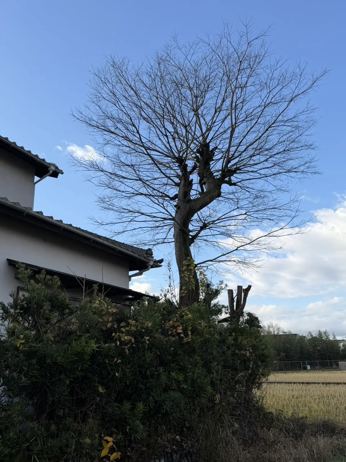 奈良市】高さ10m超の高木伐採｜近隣に配慮した安全・迅速な施工事例 - Before