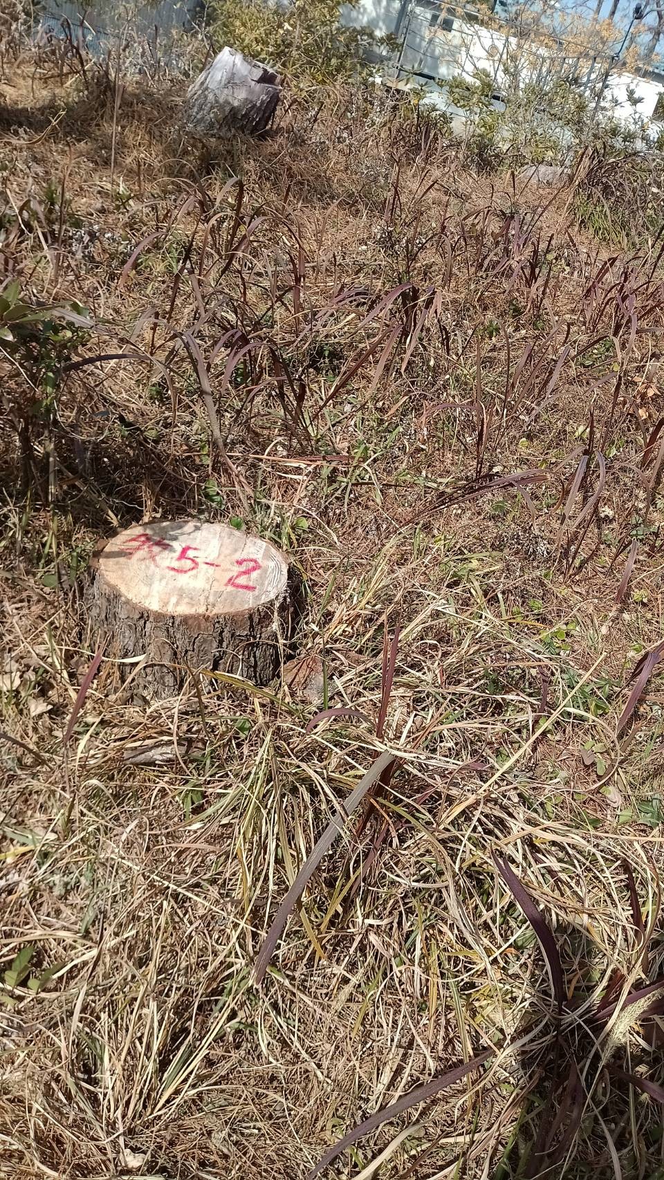 奈良市　高木伐採 - After