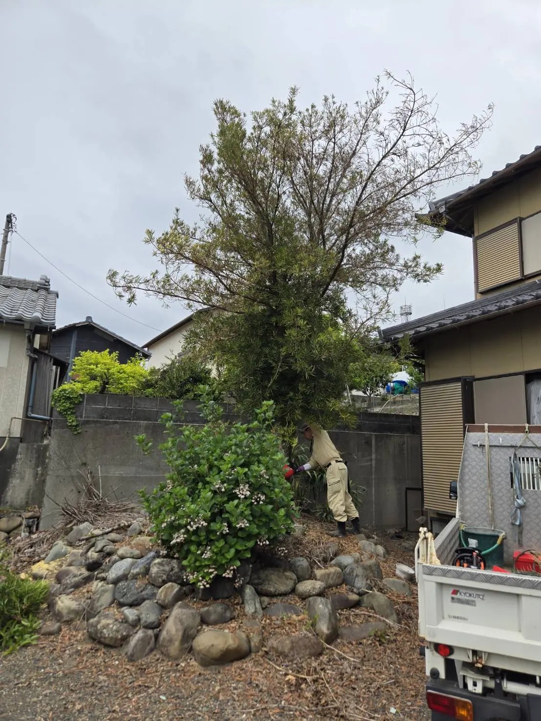 【奈良市】倒木の危険がある高木を安全に伐採！高所作業車が入らない場所の施工実績 - Before