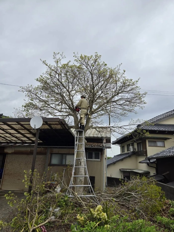 奈良市の高木伐採事例｜民家に隣接した大木の伐採・剪定を安全施工 - Before