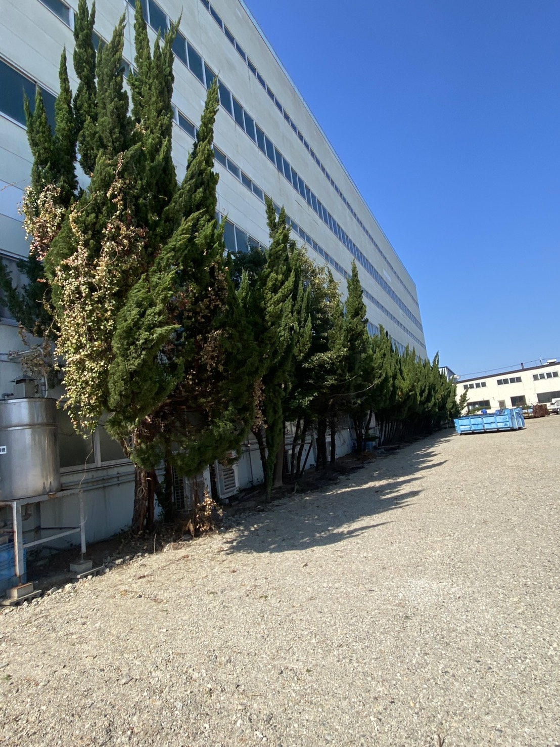 【木津川市】大きくなりすぎたカイズカイブキの伐採・撤去作業実績 - Before