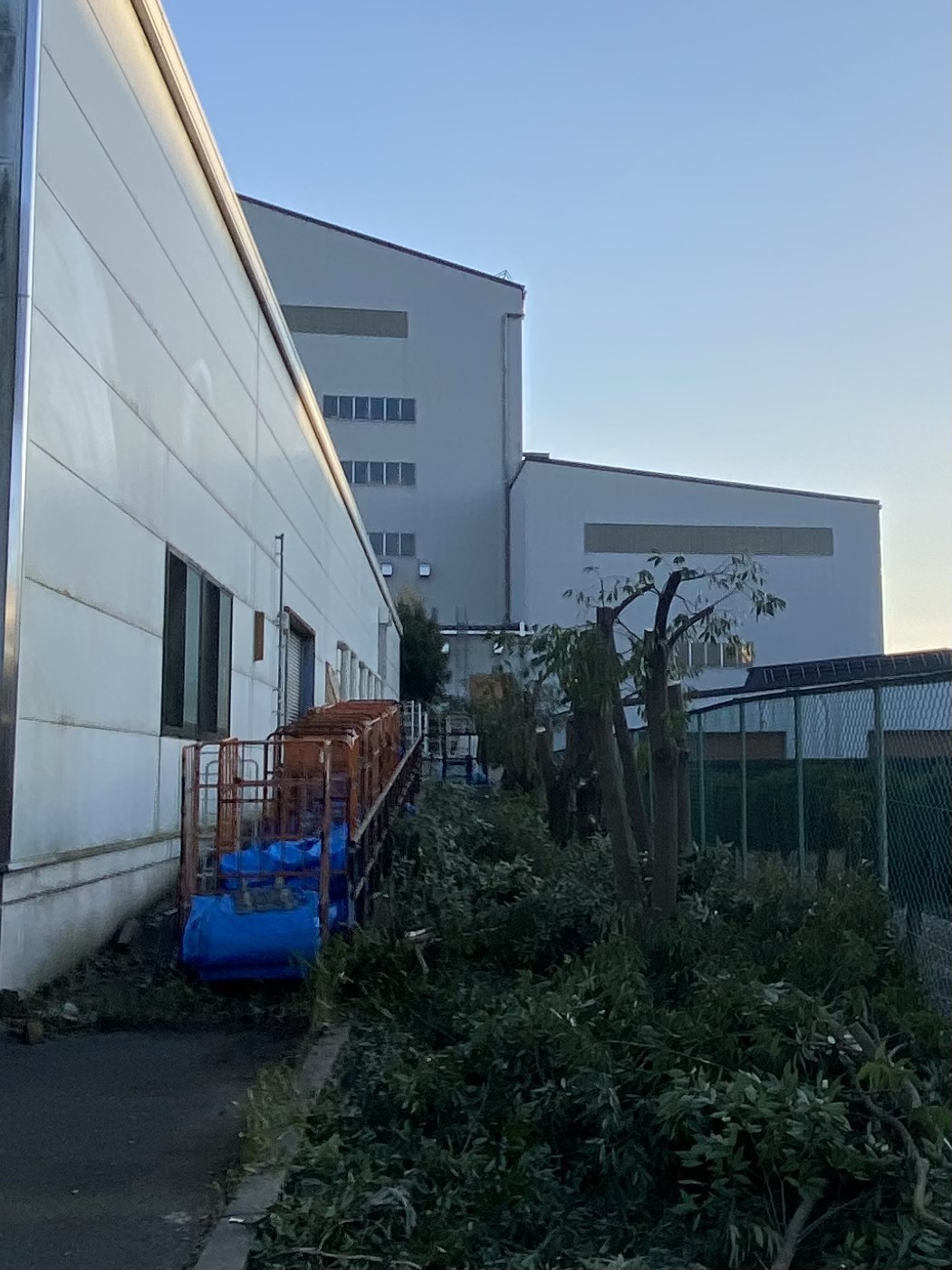 【木津川市】大きくなりすぎたカイズカイブキの伐採・撤去作業実績 - After