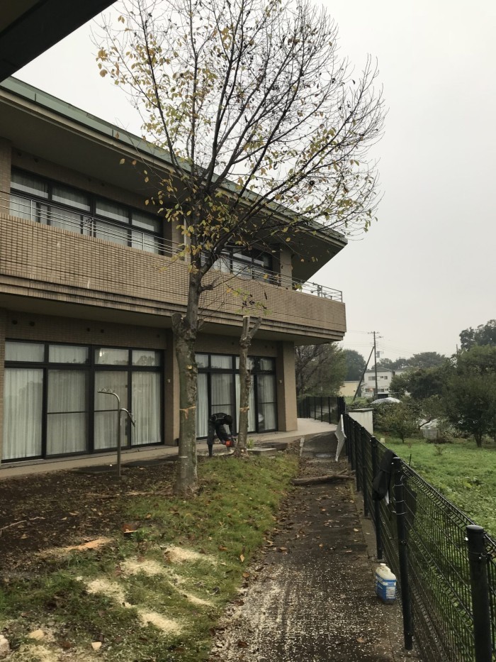 木津川市で高さ約8mの木を2本伐採｜建物近くの庭木を分割して撤去｜特殊伐採 奈良・京都南部 - Before