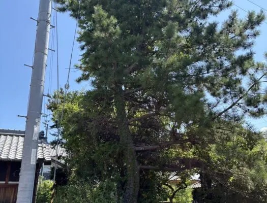 木津川市で電線近くの松を伐採｜高さ10mの特殊伐採事例 - Before