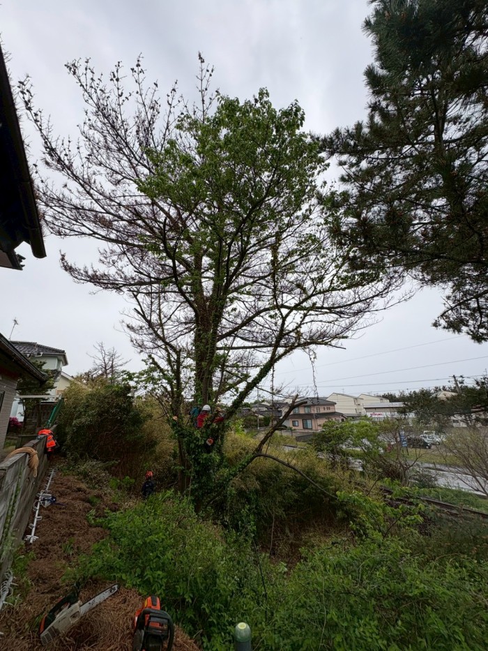 木津川市で高さ約15mの木を伐採｜重機が入れない斜面で特殊伐採 - Before