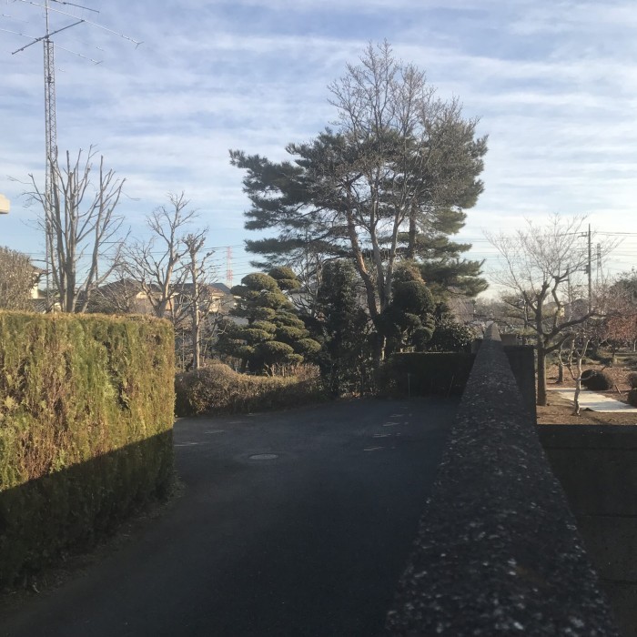 木津川市の伐採事例｜高さ8～10mの松・大きくなった木蓮など高木を整理｜特殊伐採 奈良・京都南部 - Before